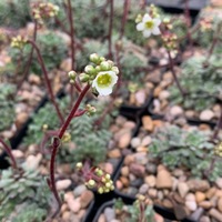 Saxifraga  'April Showers'